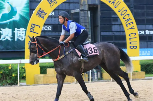 新澳今天開什么特馬,新澳今日賽馬盛況，探尋特馬開賽背后的故事