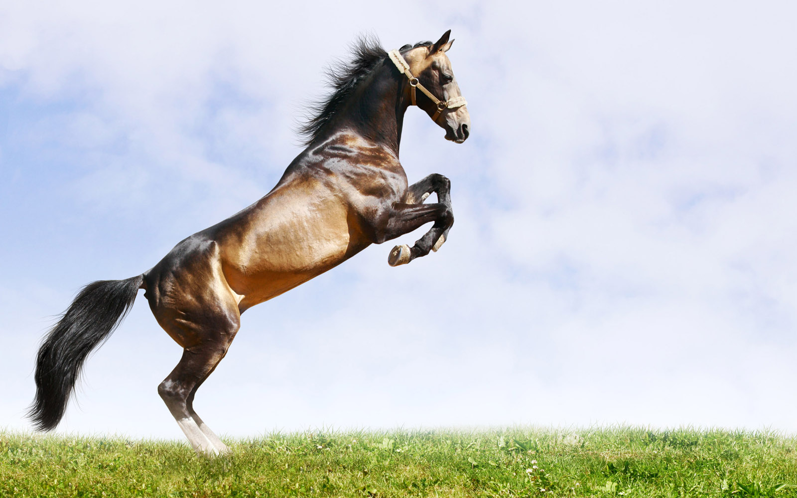 今晚澳門馬出什么特馬,今晚澳門馬出什么特馬，探索賽馬運動的魅力與神秘