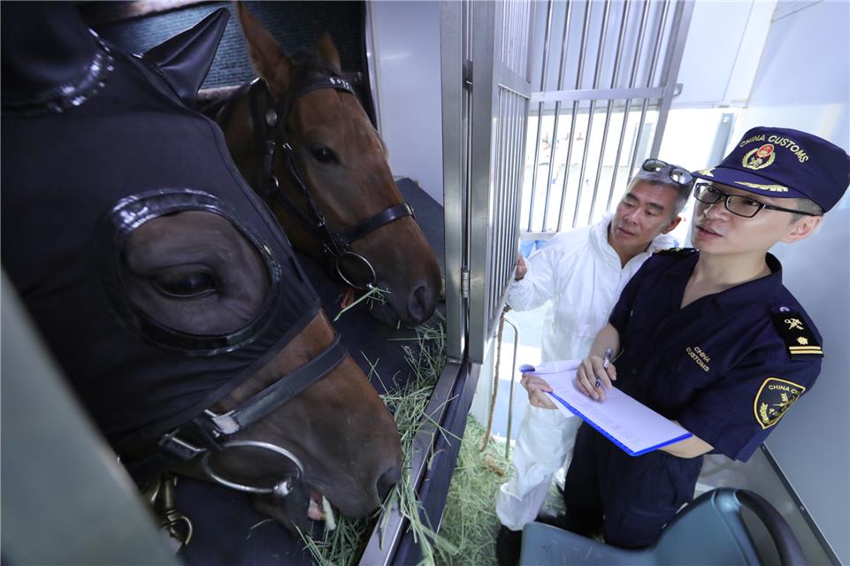 香港馬資料更新最快的,香港賽馬資料更新的速度與深度，走在信息前沿的全方位解讀