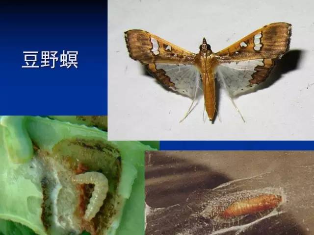 澳門最精準(zhǔn)龍門蠶的資料,澳門最精準(zhǔn)龍門蠶的資料解析