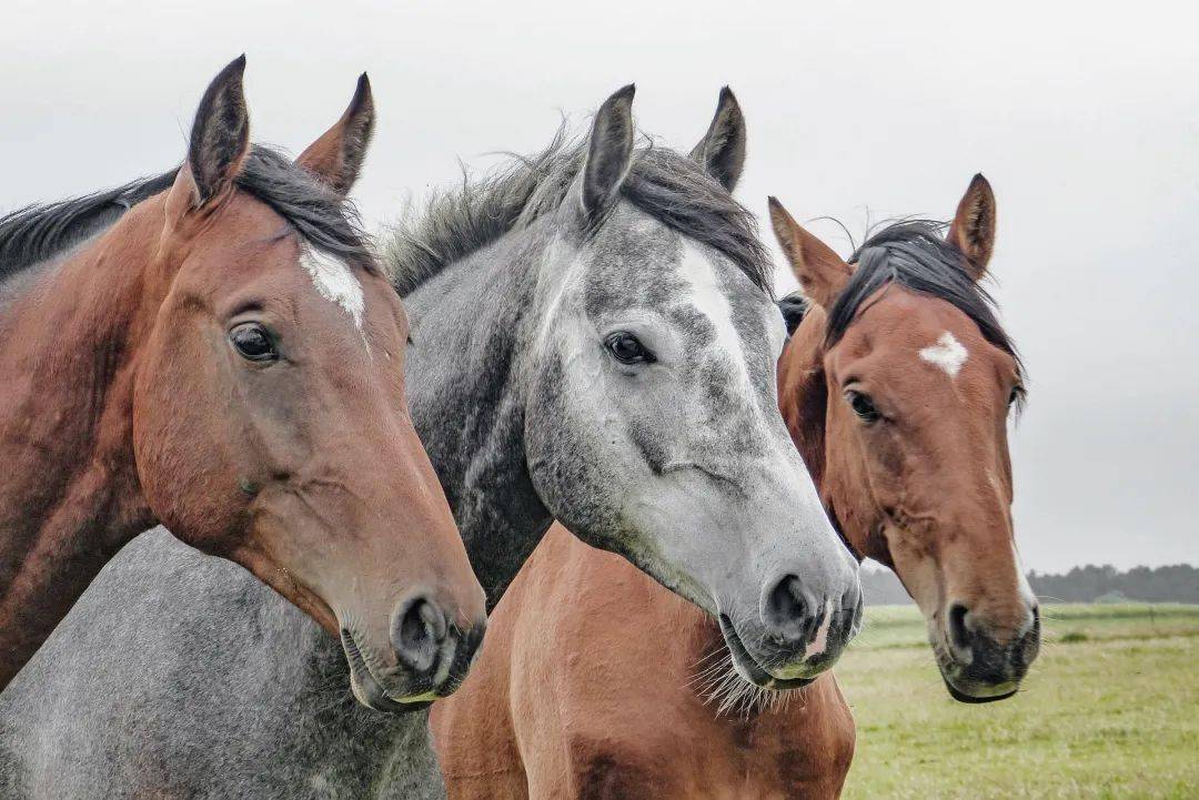 特馬資料,特馬資料，深入了解與探索