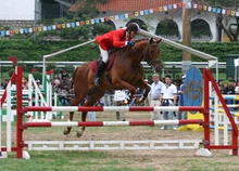 馬會傳真,馬會傳真，探索馬術(shù)運動與現(xiàn)代科技融合的魅力